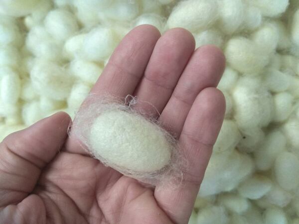 The raw silk cocoon of the hybrid silk moth is a yellowish color Yellow silk cocoon of a hybrid silk moth