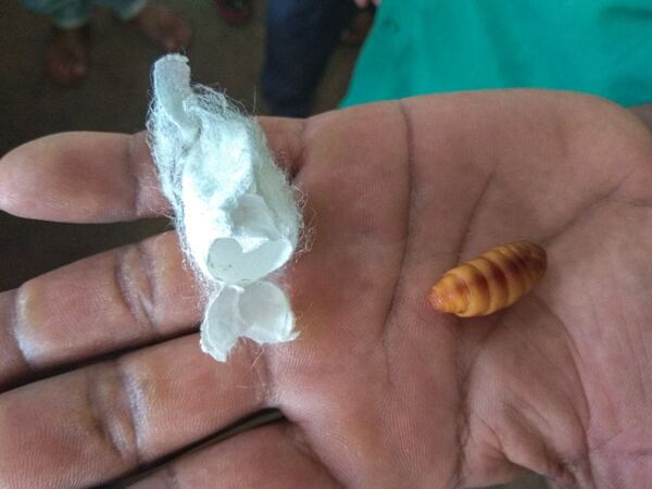 Only cocoons with live pupae inside are allowed on the market for cocoons for silk production. A live pupa of the mulberry silk moth