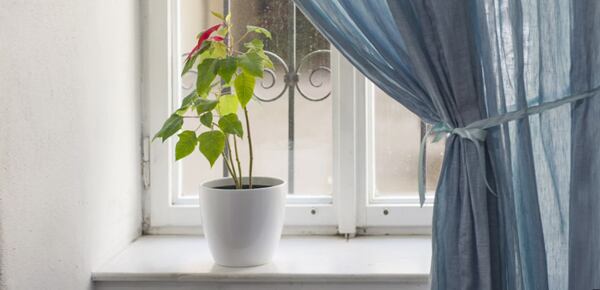 Delicate linen curtains in a powder blue plain weave. Jemné závěsy ze lnu